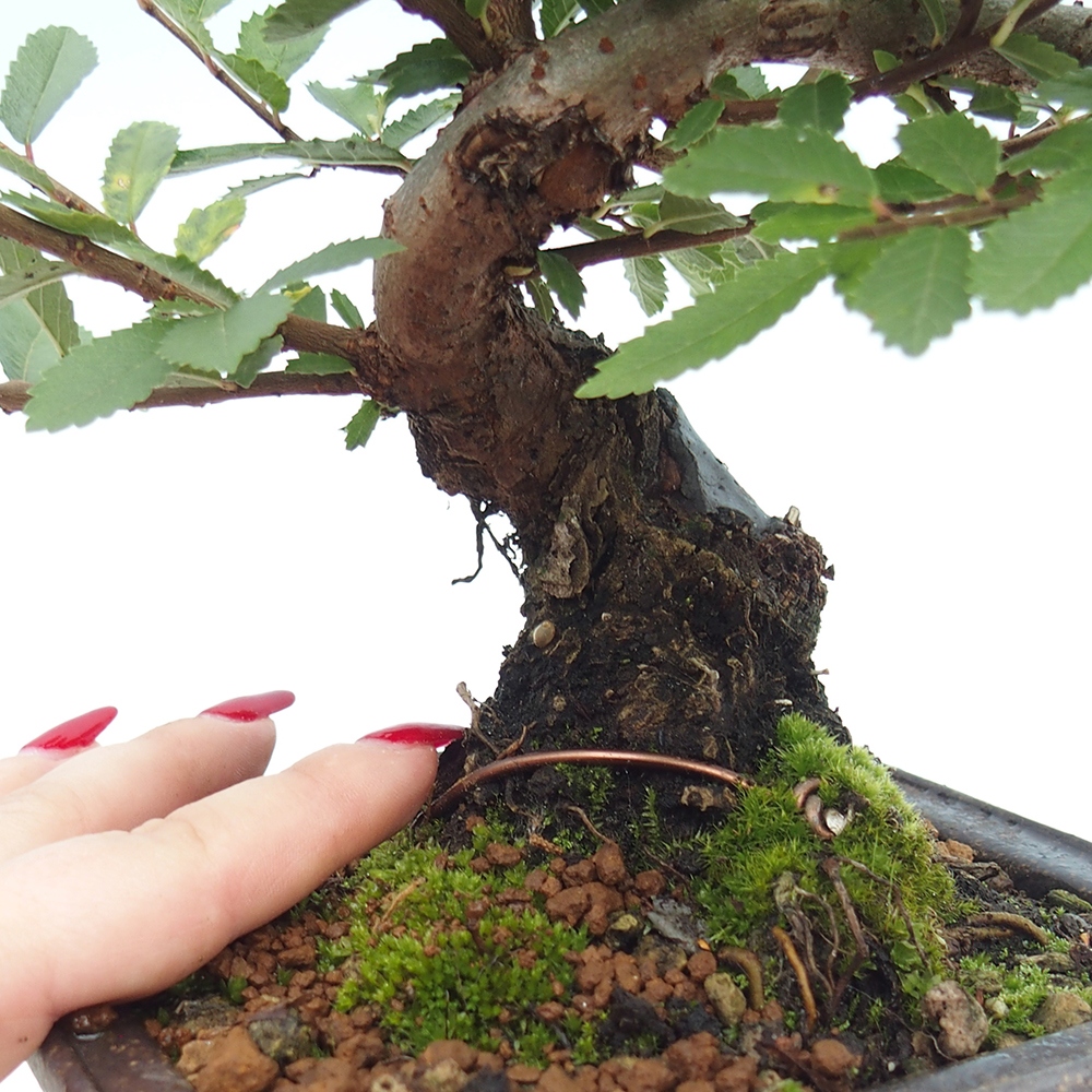 Kültéri bonsai - Zelkova - Zelkova NIRE