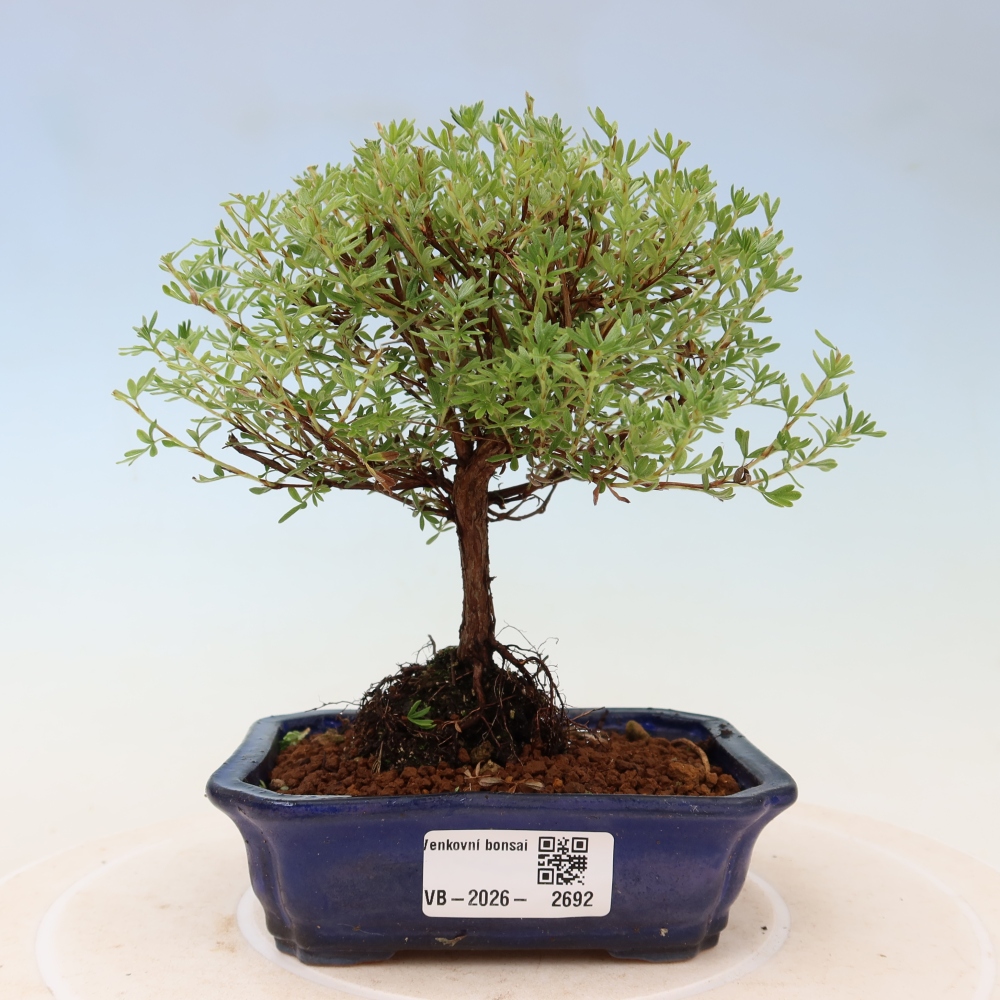 Kültéri bonsai – bokros potentilla – Potentilla fruticosa Goldkissen