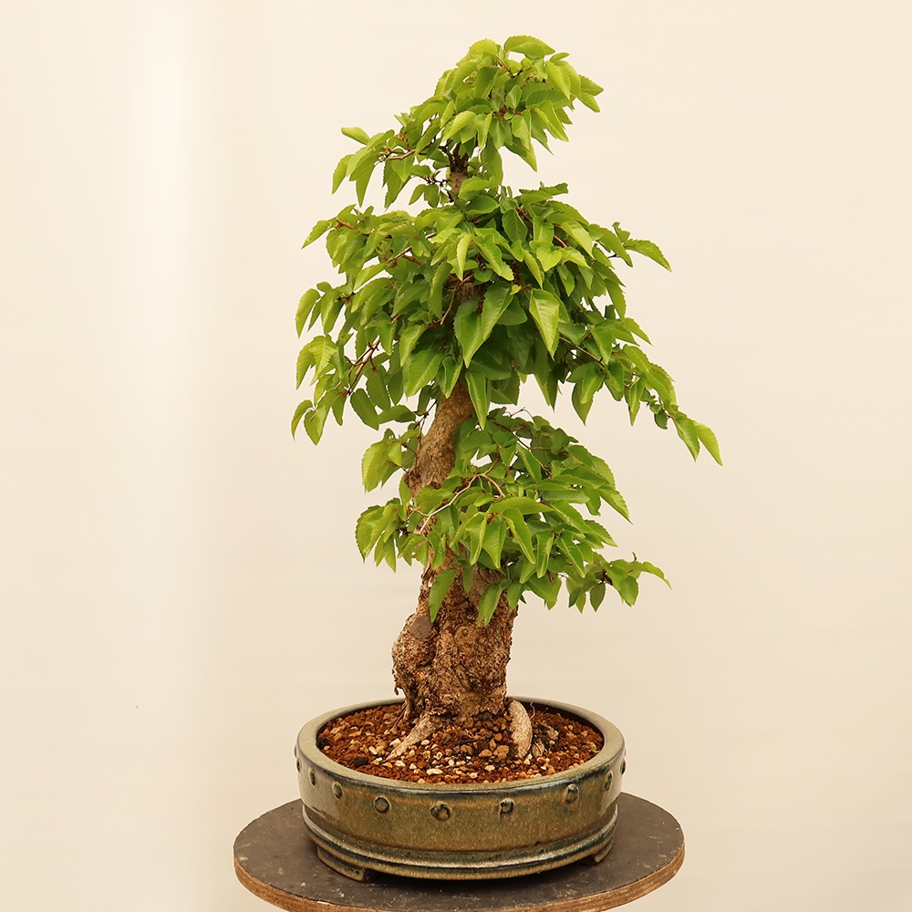 Kültéri bonsai -Carpinus Coreana - Koreai gyertyánfa