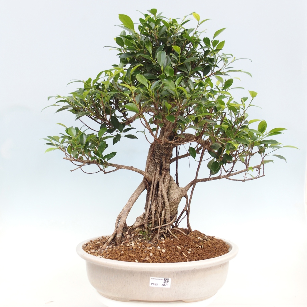 Szobai bonsai - Ficus kimmen - kislevelű fikusz - CSAK SZEMÉLYES Begyűjtés vagy raklapos szállítás