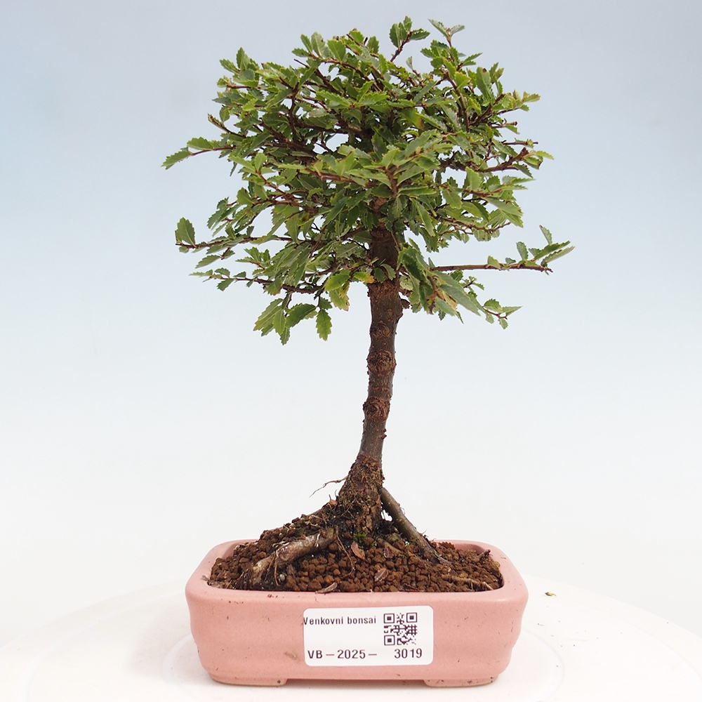 Kültéri bonsai - Ulmus parvifolia Sagei - Kislevelű szilfa