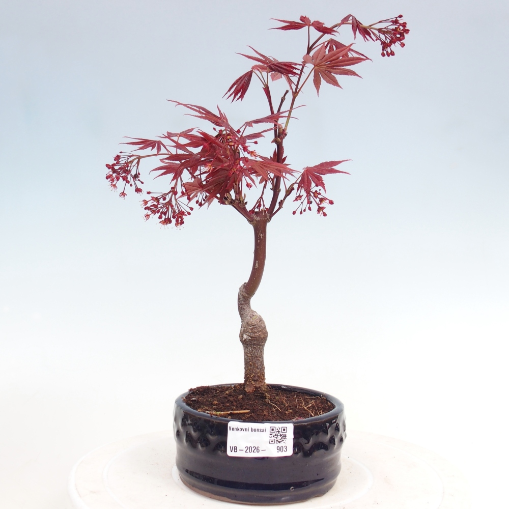 Kültéri bonsai - Acer pálma. Atropurpureum-Javor palmate