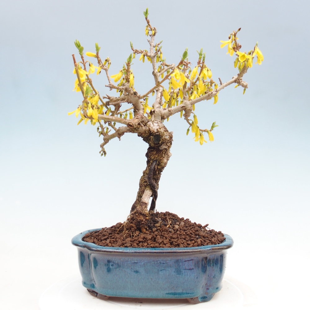 Kültéri bonsai - Zlatice - Forsythia koreana