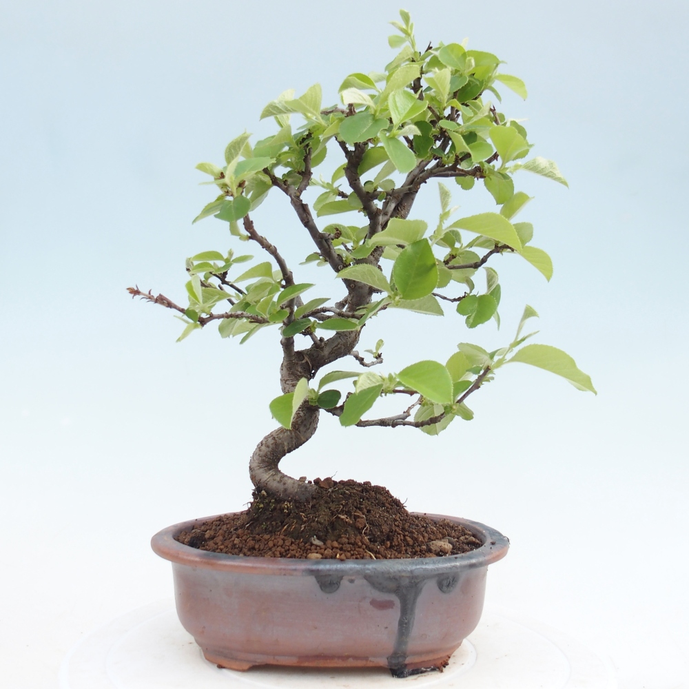 Kültéri bonsai - Chaneomeles chinensis