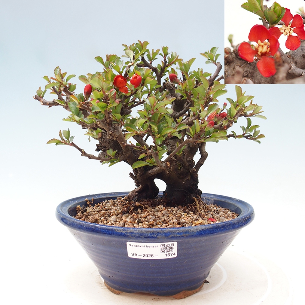 Kültéri bonsai - Chaneomeles speciosa - birs
