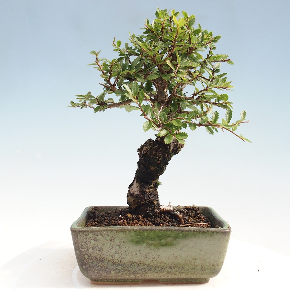 Kültéri bonsai - Zelkova - Zelkova NIRE