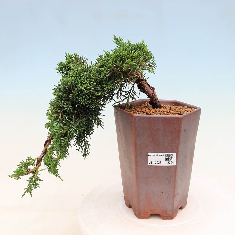 Kültéri bonsai - Juniperus chinensis Kishu