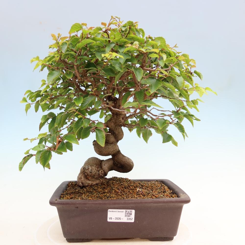 Kültéri bonsai -Carpinus Coreana - Koreai gyertyánfa