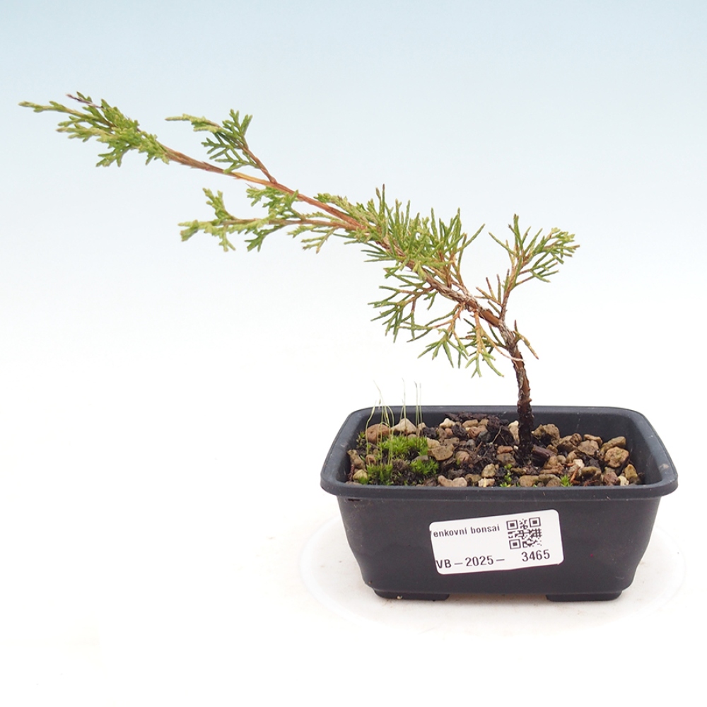 Kültéri bonsai - Juniperus chinensis Itoigawa