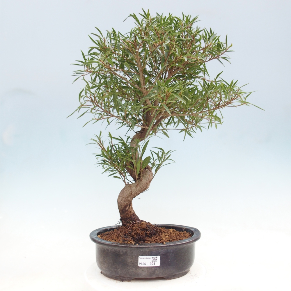 Szobai bonsai - Ficus nerifolia - kislevelű fikusz