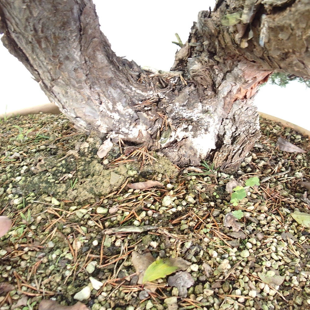 Yamadori - Pinus sylvestris Spanyolország