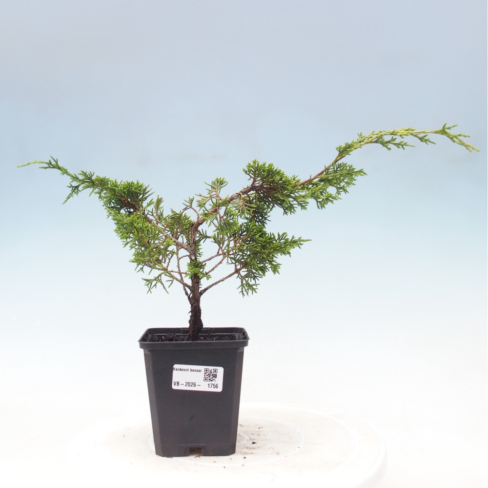 Kültéri bonsai - Juniperus chinensis Itoigawa