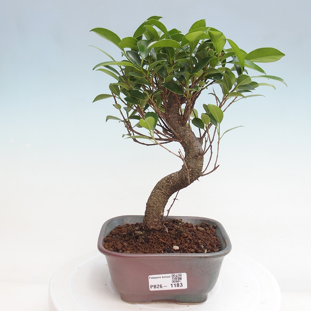 Szobai bonsai - Ficus retusa - kislevelű fikusz