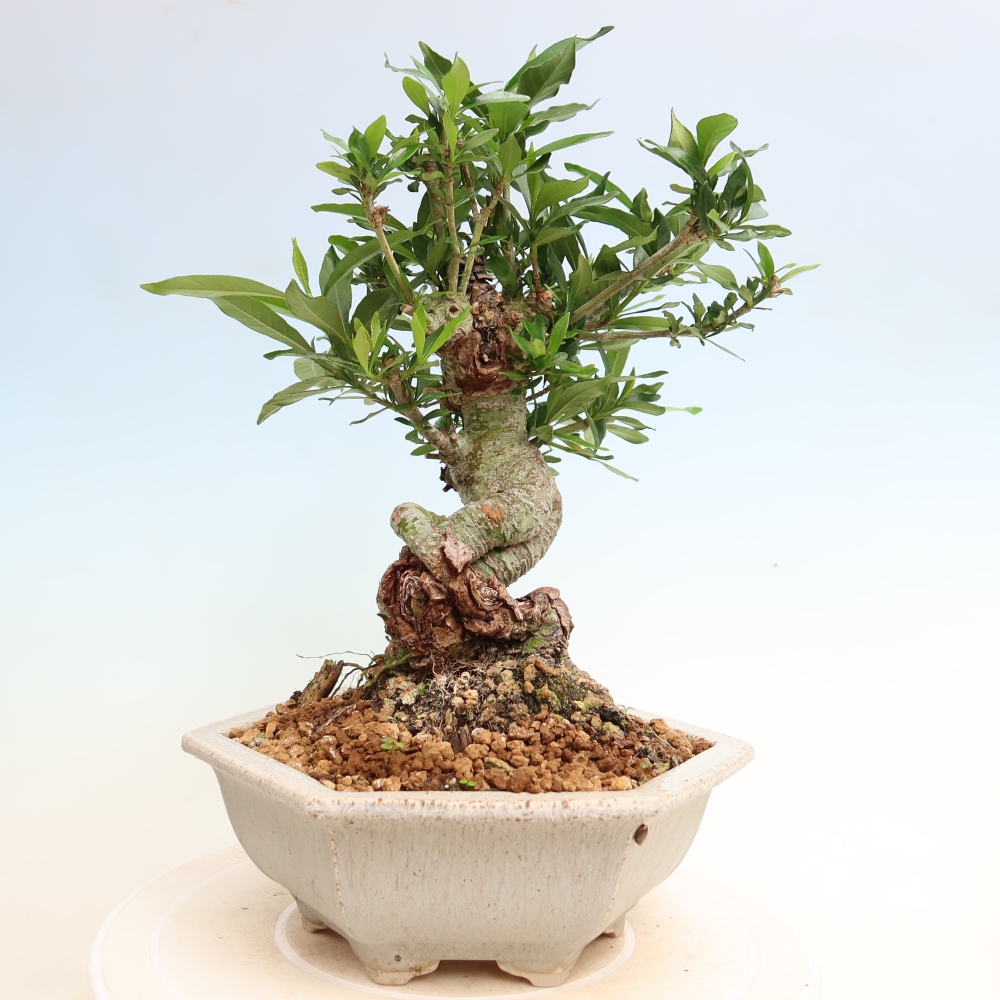 Szobai bonsai - Gardenia jasminoides-Gardenia