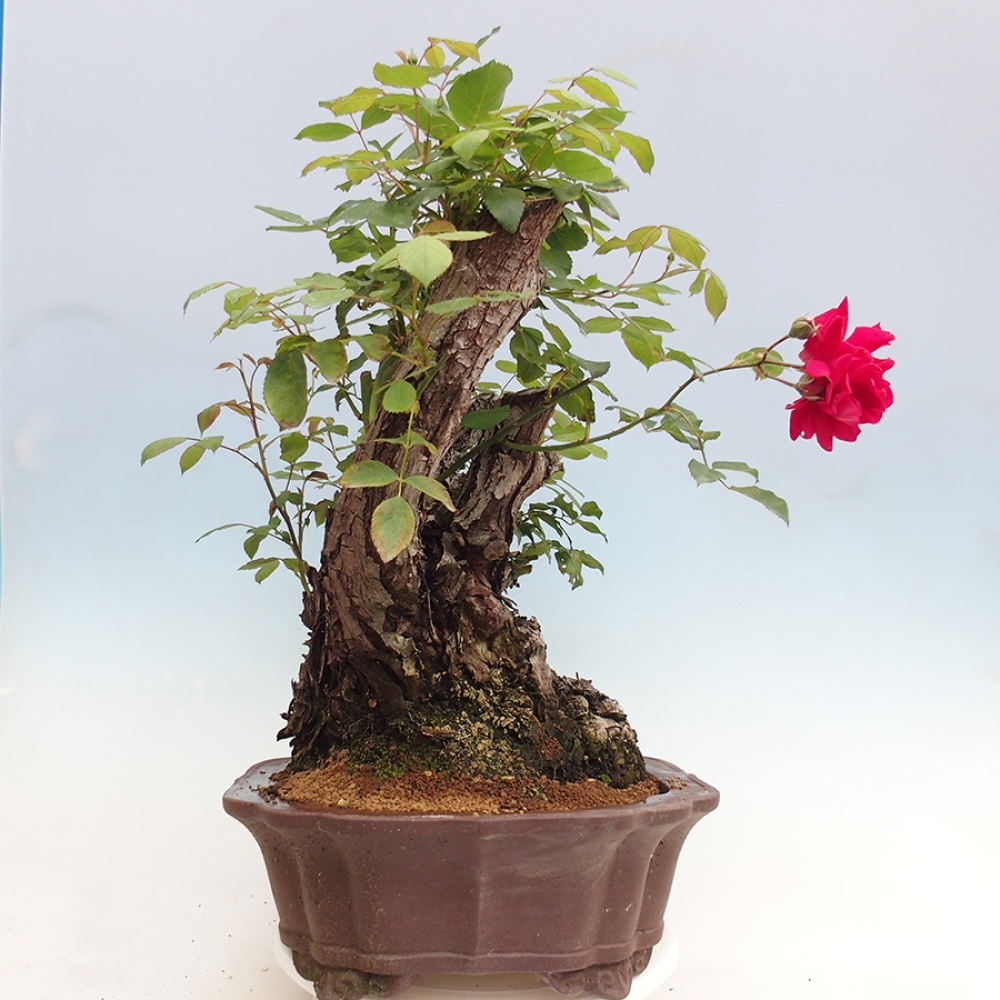 Kültéri bonsai - Rosa Kordes - rózsa