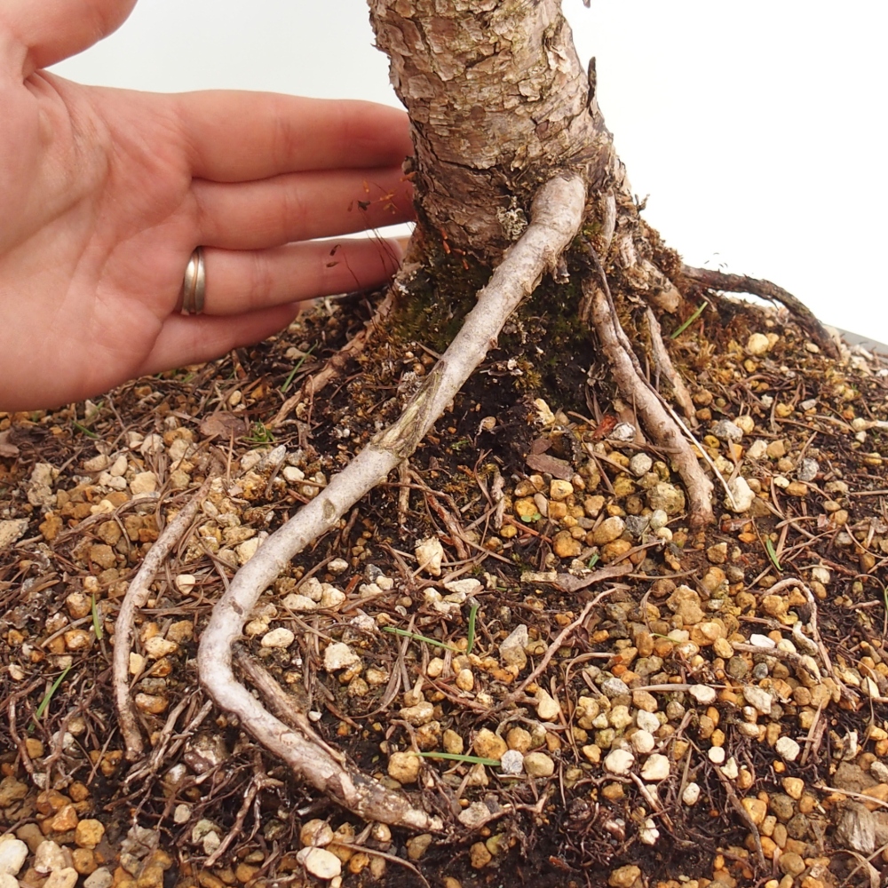 Kültéri bonsai - Larix decidua - vörösfenyő