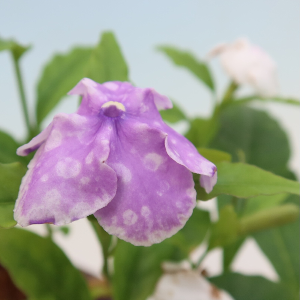 Szobai bonsai – Costa-jázmin – Brunfelsia