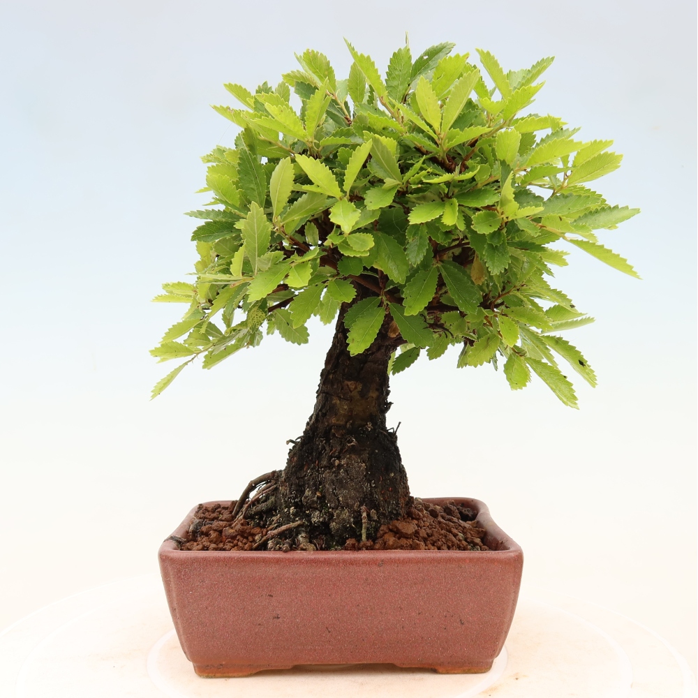 Kültéri bonsai - Zelkova - Zelkova NIRE