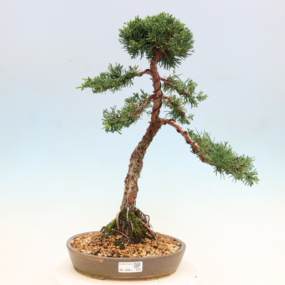Kültéri bonsai - Juniperus chinensis Kishu
