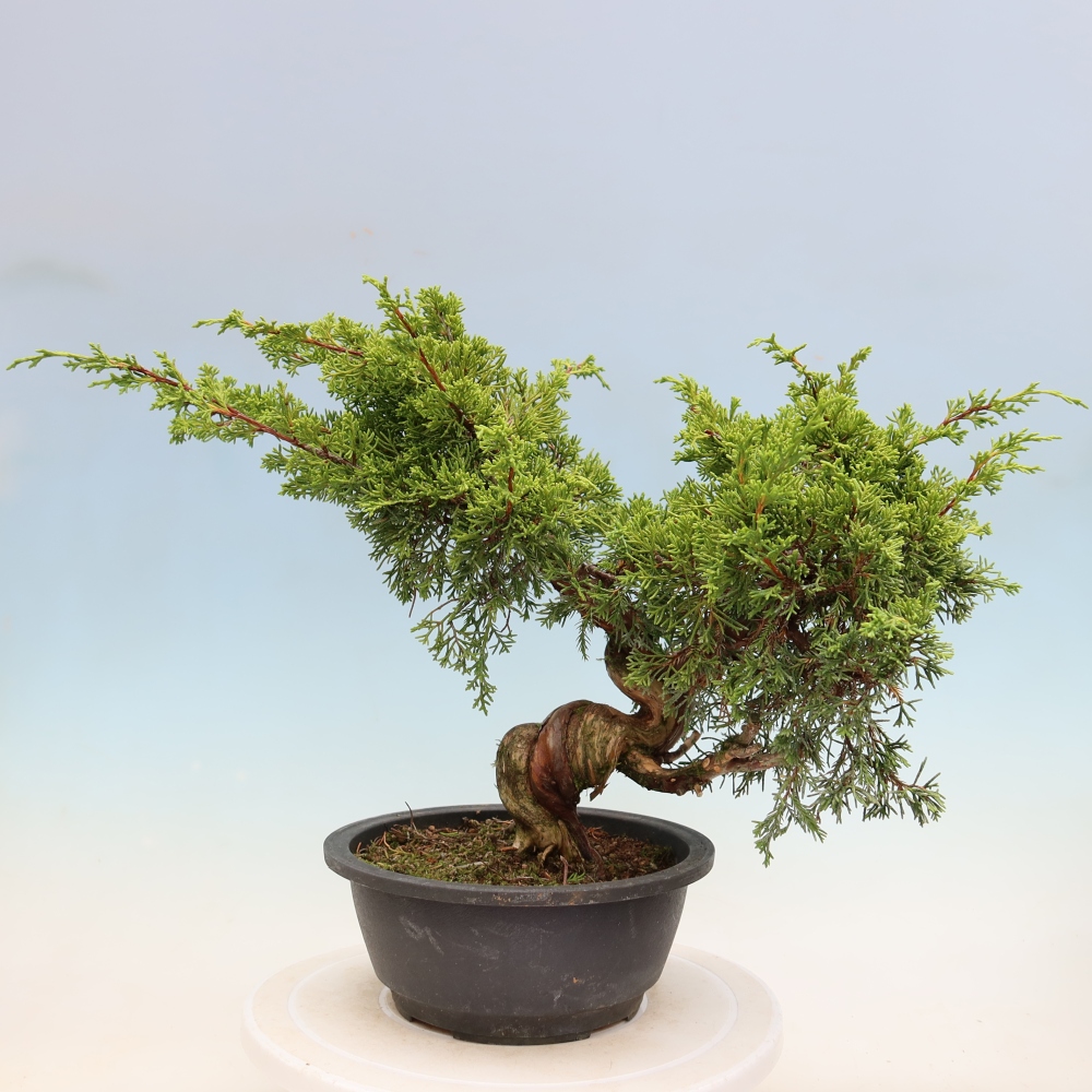 Kültéri bonsai - Juniperus chinensis Itoigawa-Juniperus chinensis