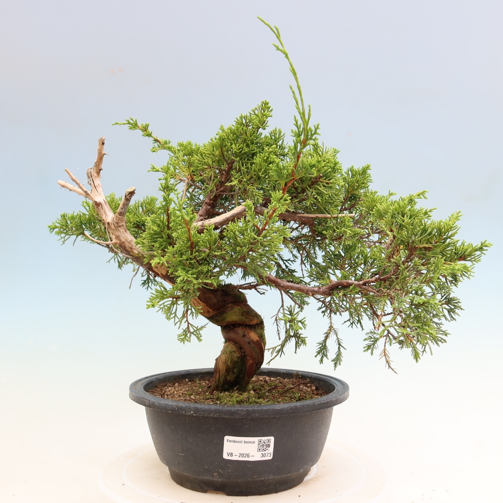 Kültéri bonsai - Juniperus chinensis Itoigawa-Juniperus chinensis