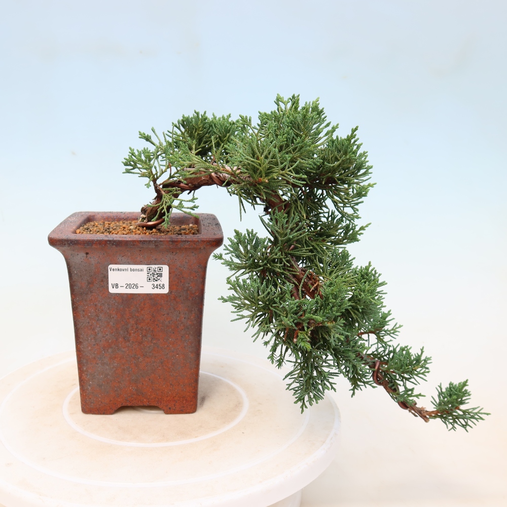 Kültéri bonsai - Juniperus chinensis Kishu