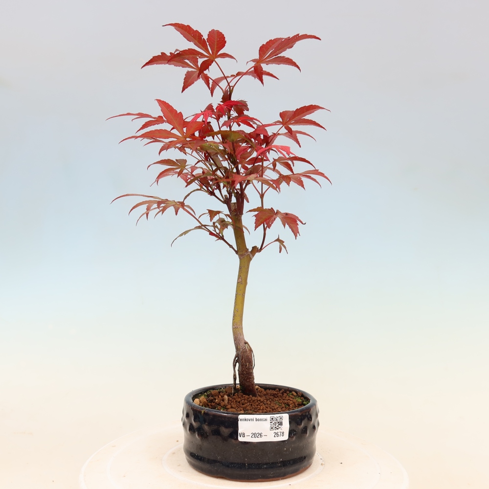 Kültéri bonsai - Acer pálma. Atropurpureum-Javor palmate