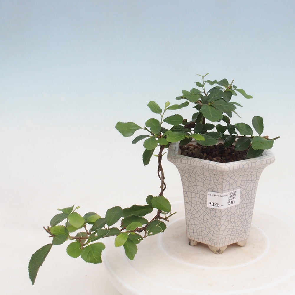 Beltéri bonsai - Grewia occidentalis - Levendula csillaghal