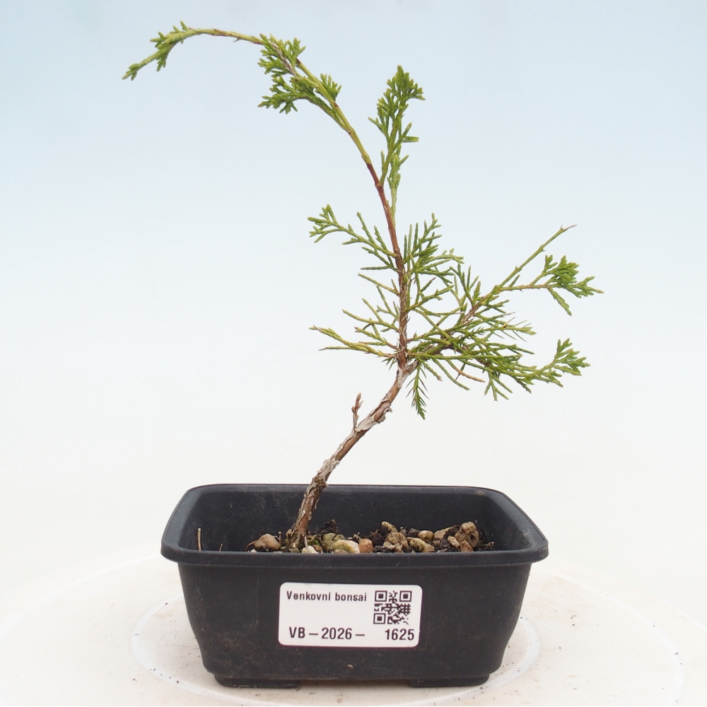 Kültéri bonsai - Juniperus chinensis Itoigawa