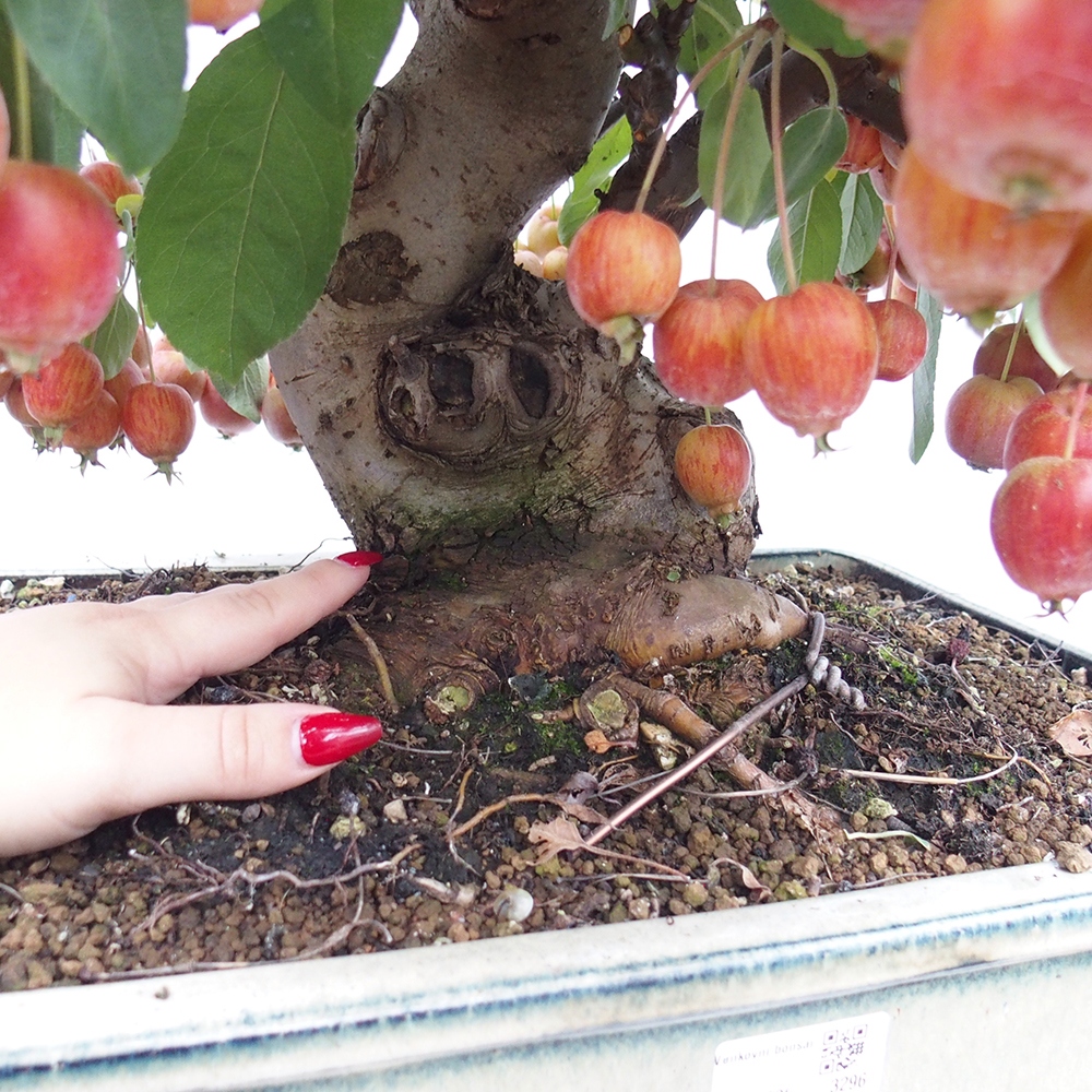 Kültéri bonsai -Malus halliana - Kis gyümölcsű almafa