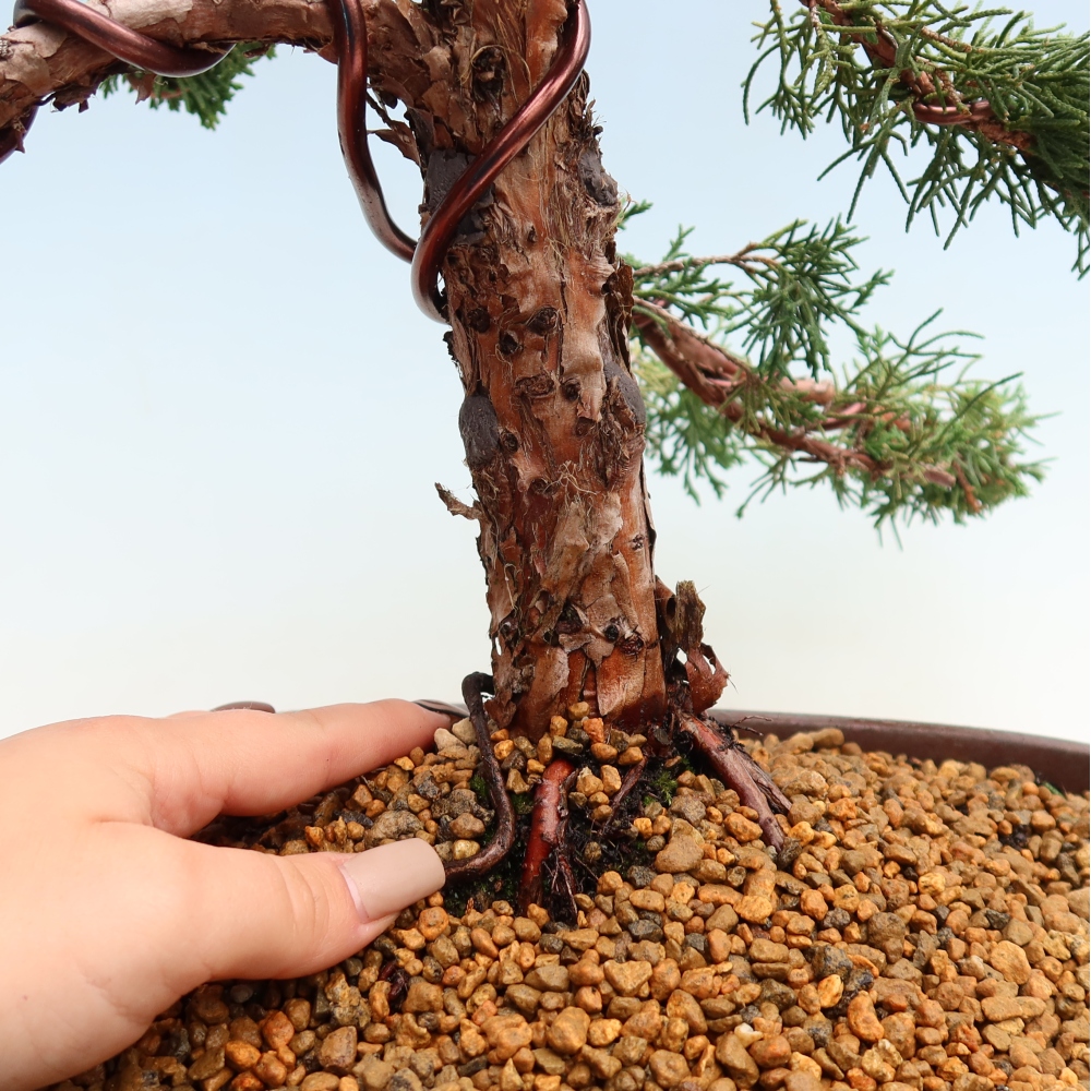 Kültéri bonsai - Juniperus chinensis Kishu