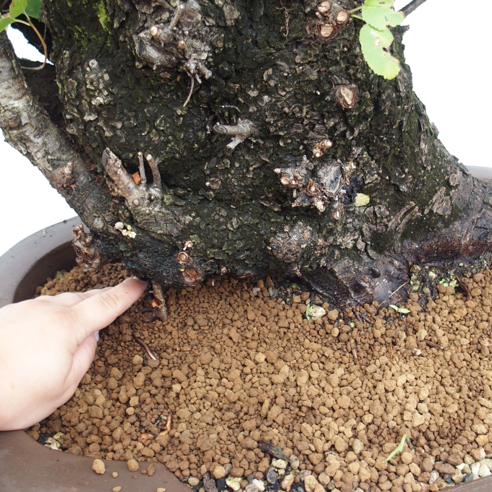 Kültéri bonsai - Mahalebka - Prunus mahaleb - Prunus mahaleb