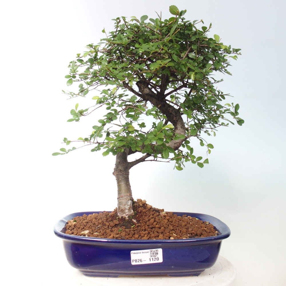 Szobai bonsai - Ulmus parvifolia - Kislevelű szilfa