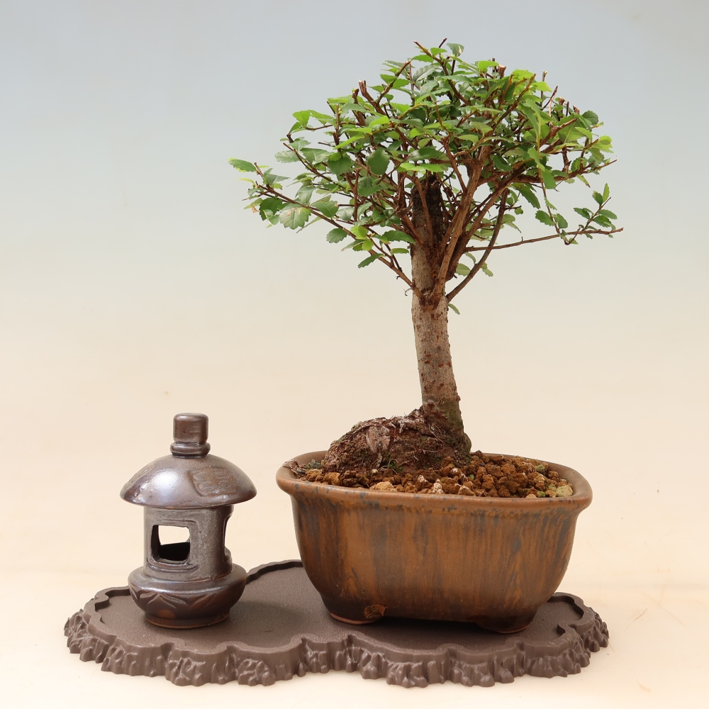 Műanyag bonsai-talapzat, 22,5 x 12 x 1 cm, barna színű