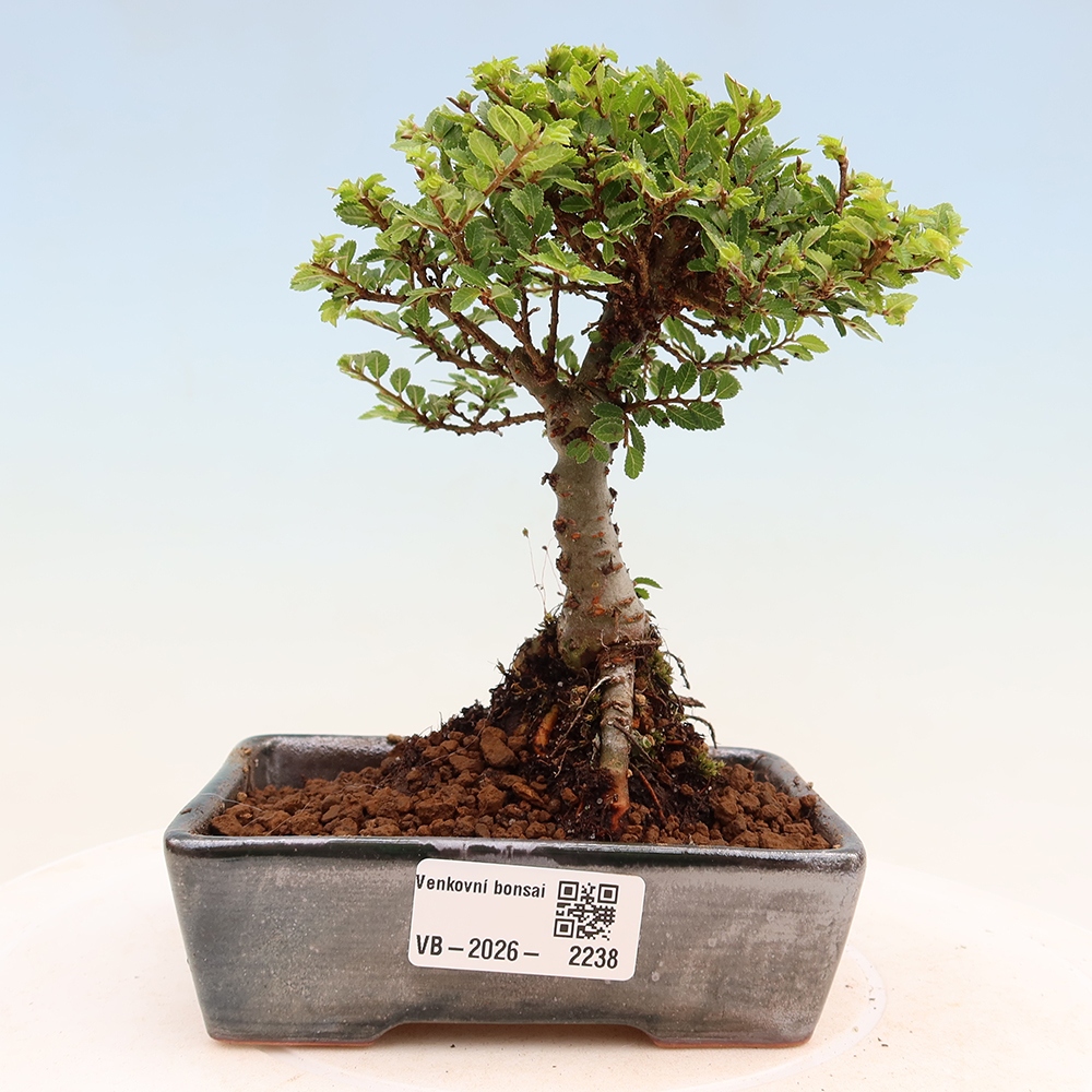 Kültéri bonsai - Ulmus parvifolia Sagei - Kislevelű szilfa