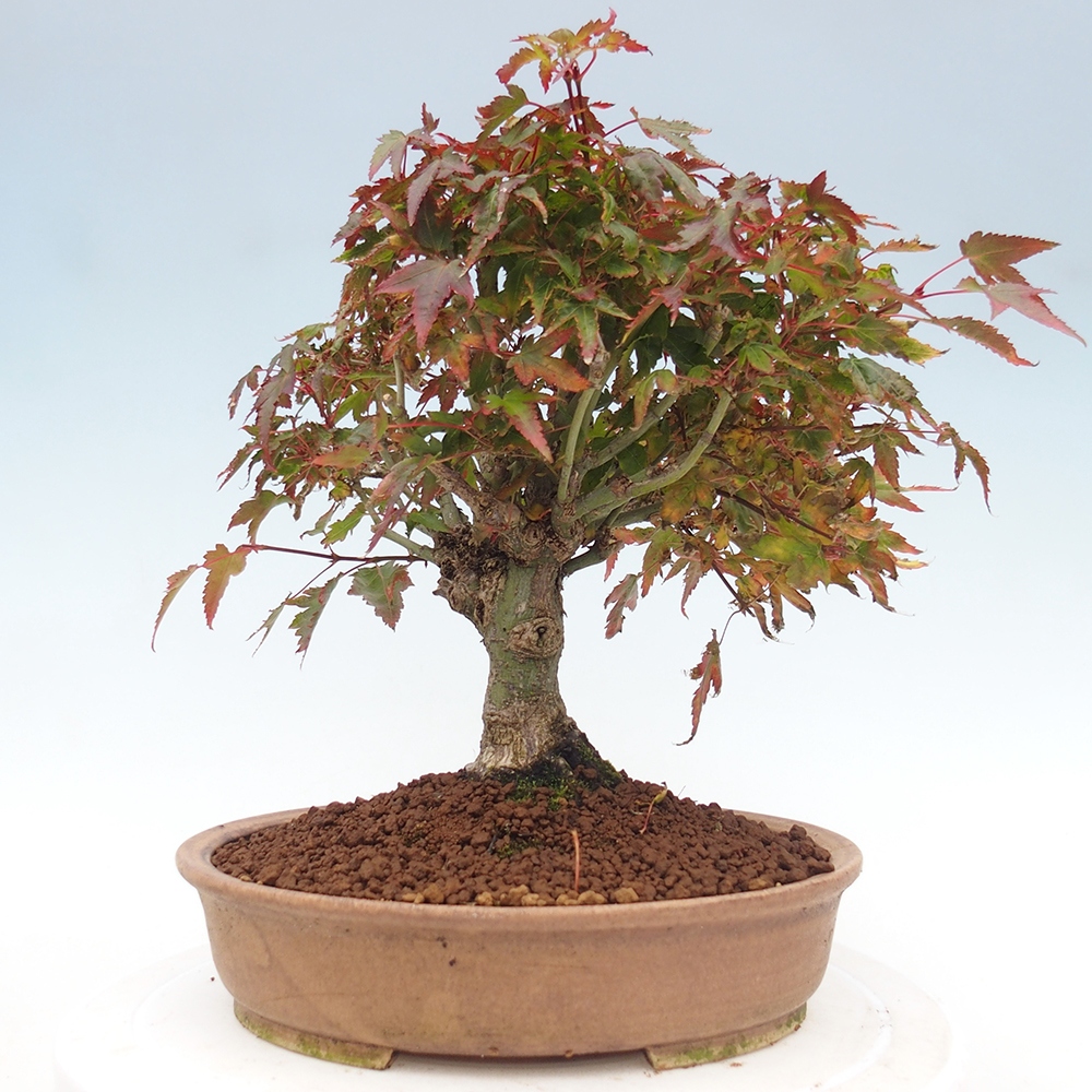 Acer palmatum KIOHIME - Pálma juhar