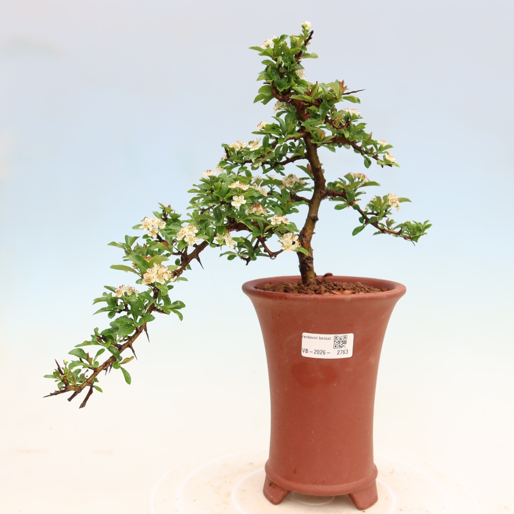 Kültéri bonsai – Pyracantha teton – Vörös tűzcserje
