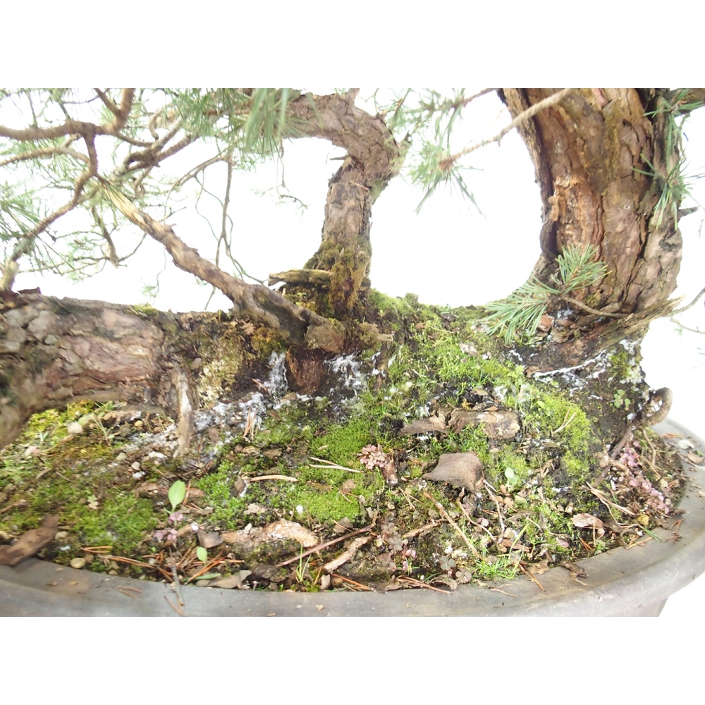 Yamadori - Pinus sylvestris Spanyolország