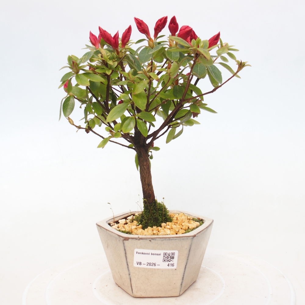 Kültéri bonsai - japán azálea - Azalea sp.