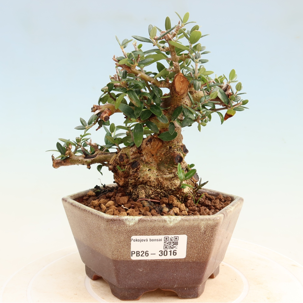 Beltéri bonsai - Olea europaea sylvestris