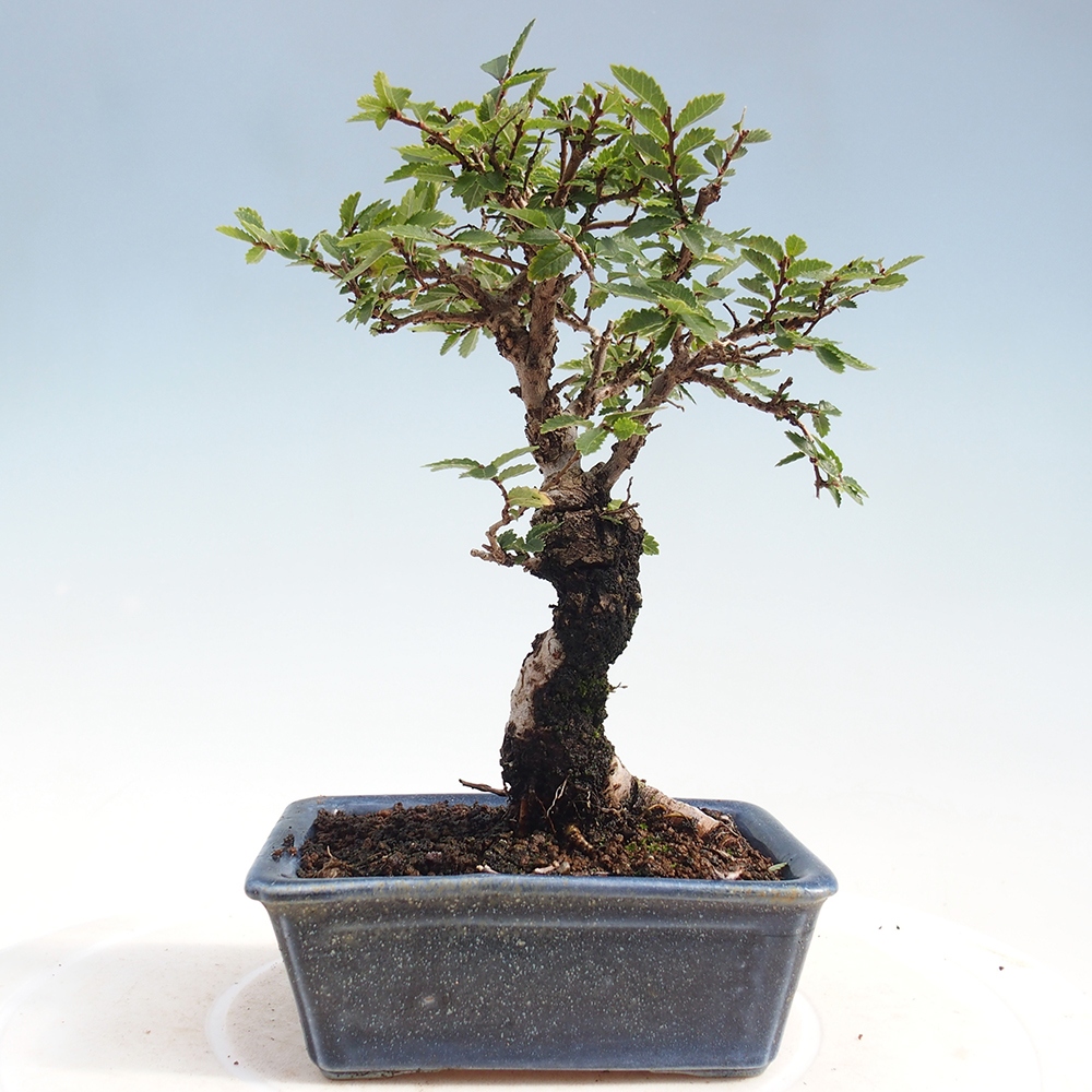 Kültéri bonsai - Zelkova - Zelkova NIRE