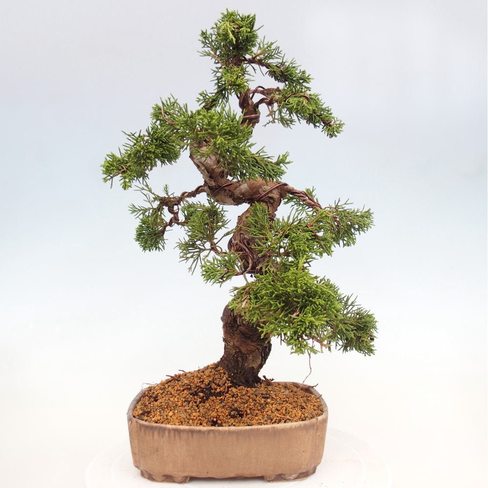 Kültéri bonsai - Juniperus chinensis Itoigawa