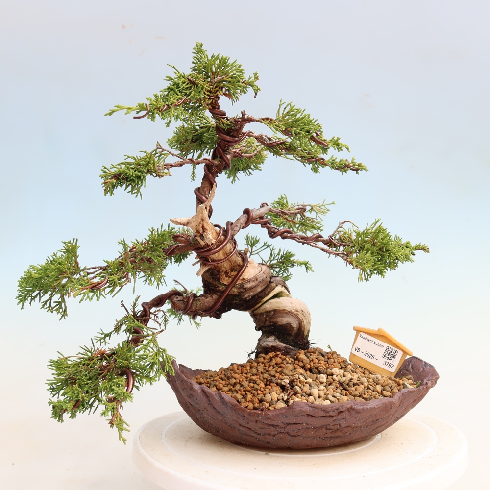 Kültéri bonsai - Juniperus chinensis Itoigawa-Juniperus chinensis