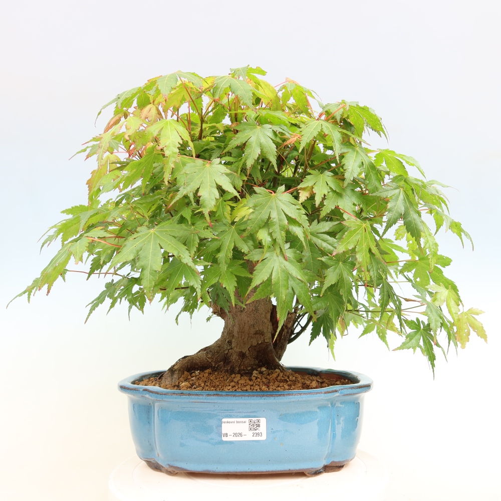 Kültéri bonsai - Juhar Burger - Acer Burgerianum