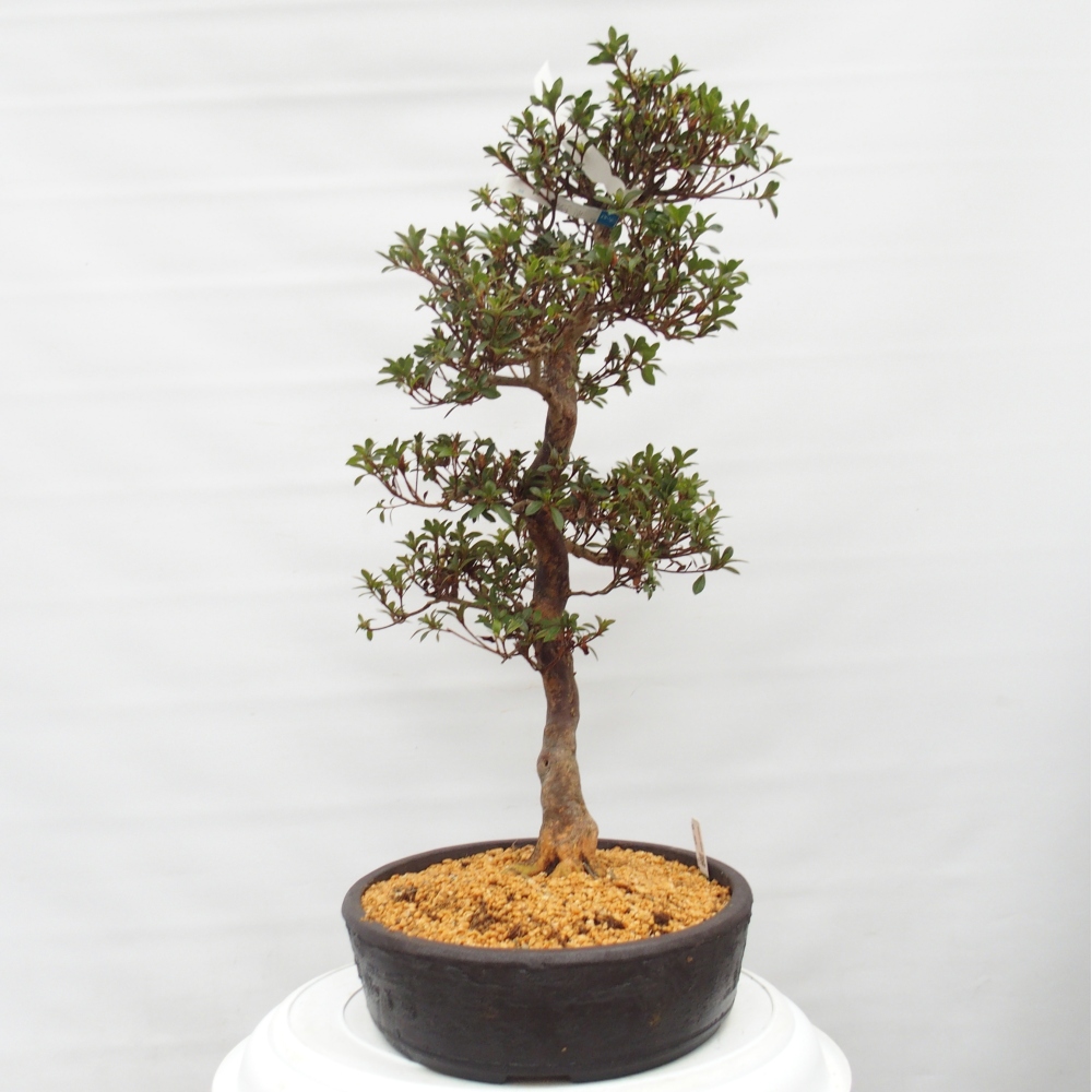 Kültéri bonsai - Japán azálea - Azalea Hanatsuzuri