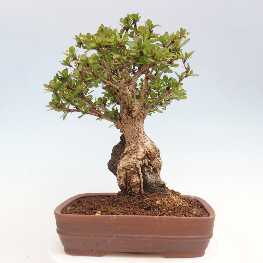 Kültéri bonsai - Berberis coreana