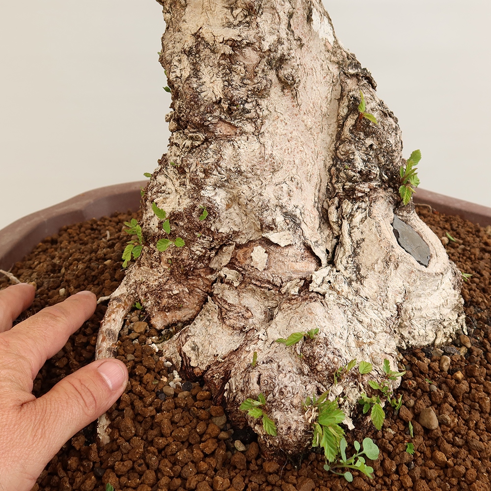Kültéri bonsai -Carpinus Coreana - Koreai gyertyánfa