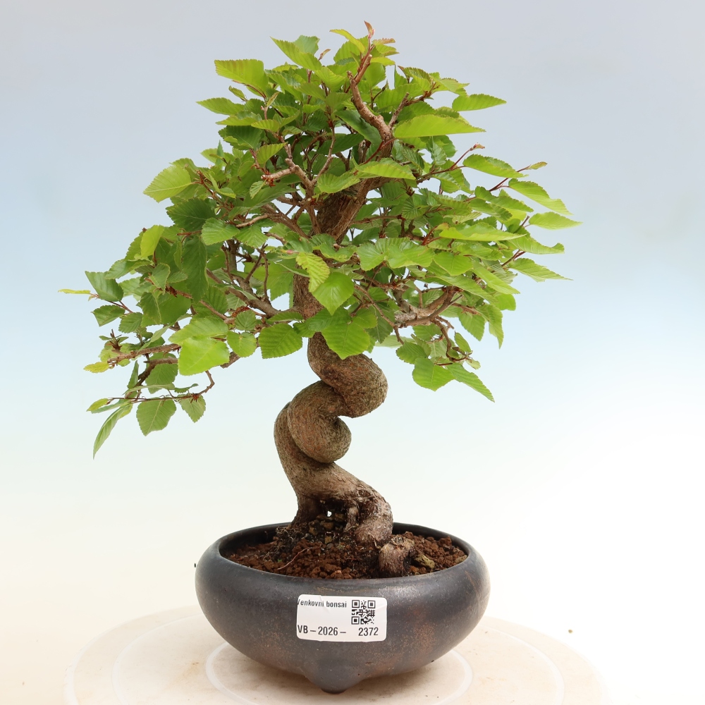 Kültéri bonsai -Carpinus Coreana - Koreai gyertyánfa