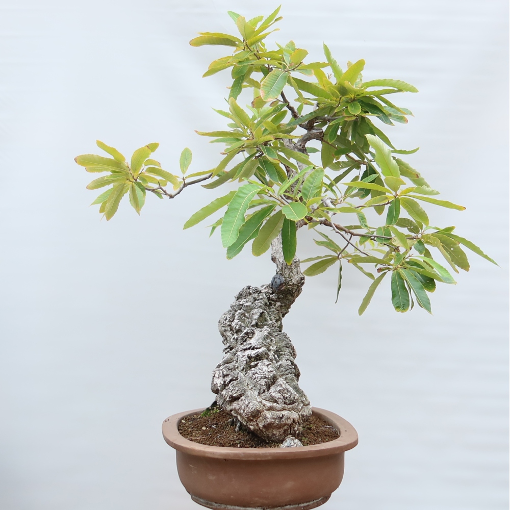 Kültéri bonsai – Quercus castaneifolia – Gesztenyelevelű tölgy