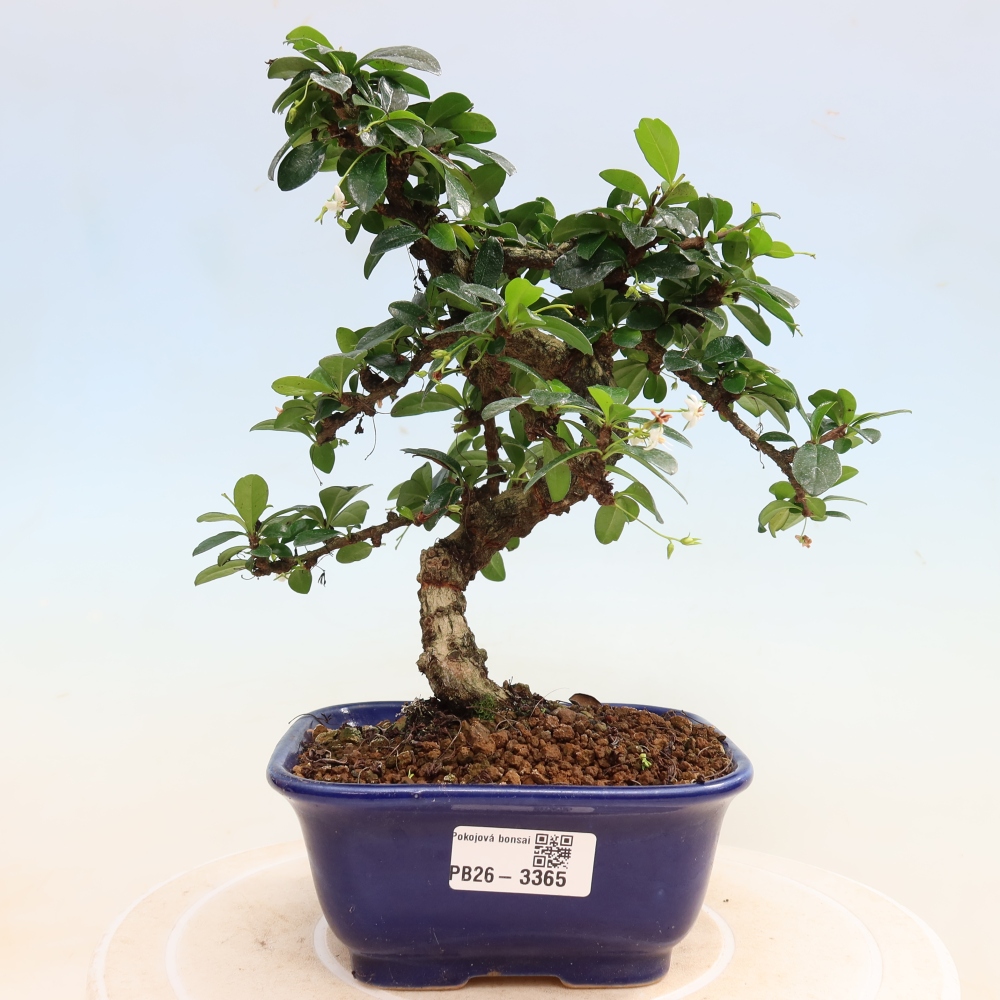 Szobai bonsai - Carmona macrophylla - Tea fuki